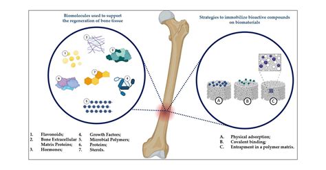  Biosclerostin - Utveckling av Benimplantat och Reparation av Skadade Skelett!