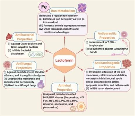  Lactoferrin Biocompatibility och Antibakteriella Egenskaper i Medicinska Implantat!